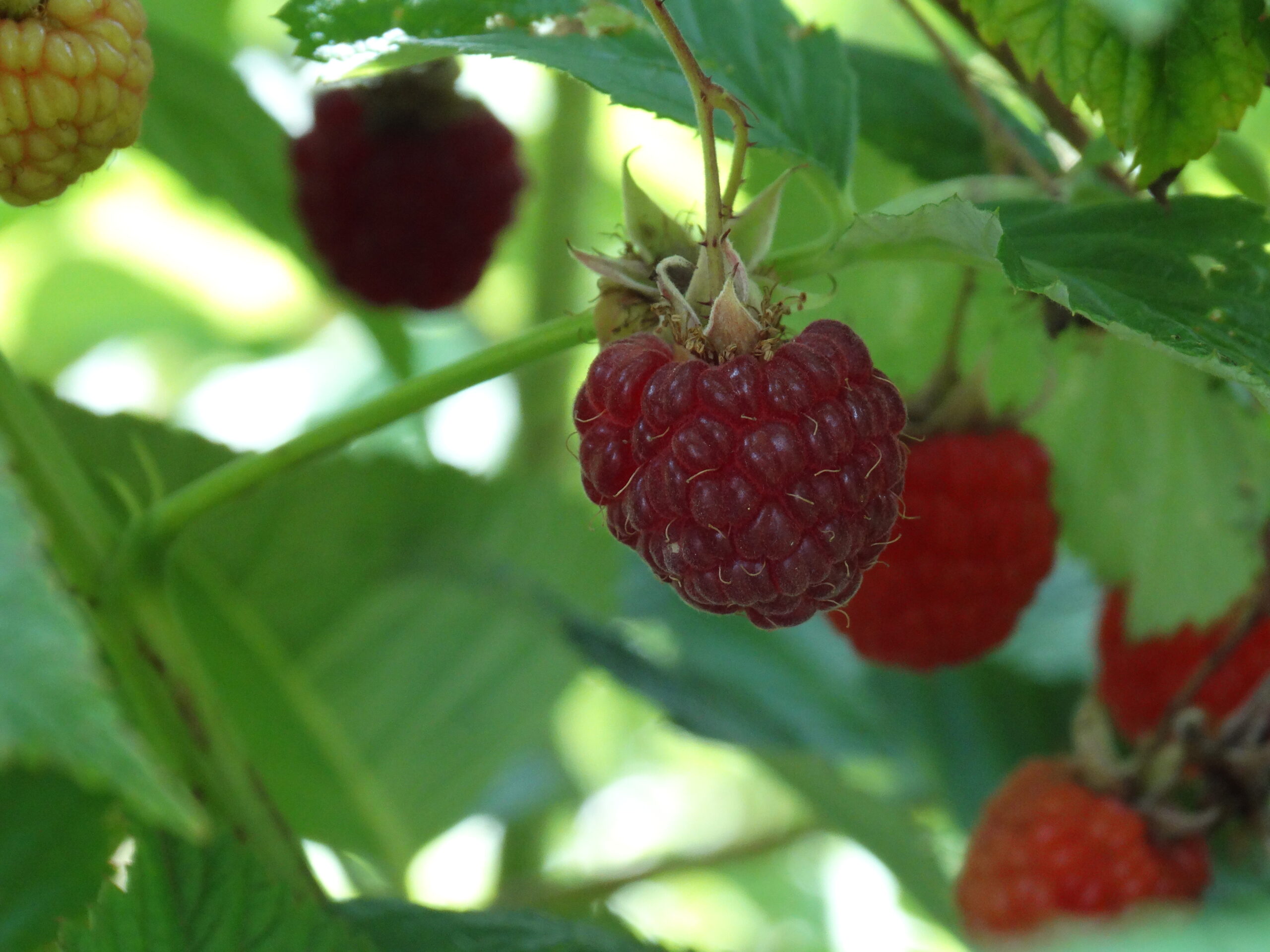 Frambuesa en la planta, cultivo propio de FullBerry en Loncoche