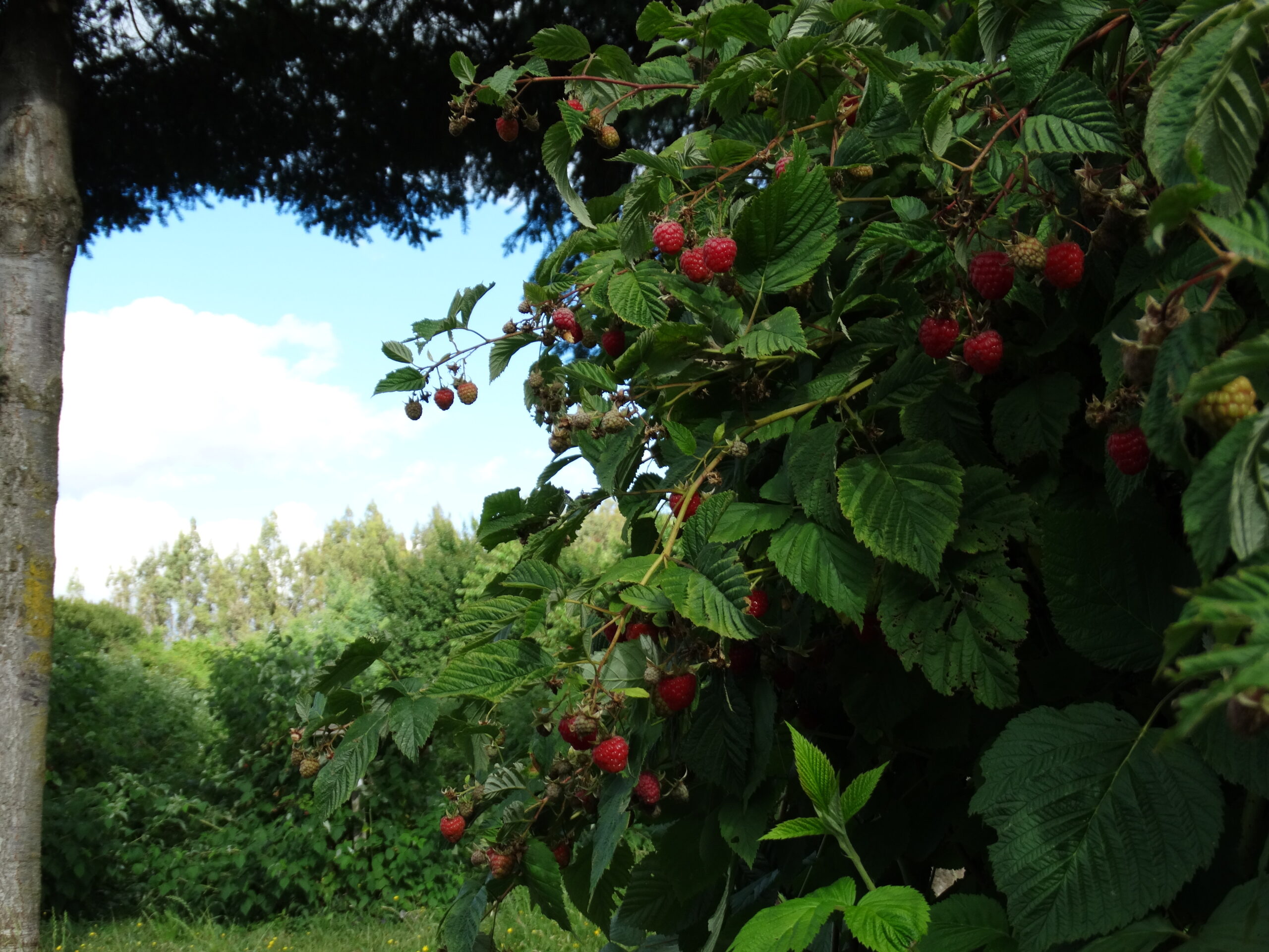 Frambuesas en la planta, campo de FullBerry en Loncoche